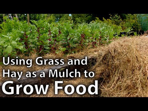 食べ物を育てるためにマルチとしてヘイと草を使用して (Using Hay and Grass as Mulch to Grow Food)