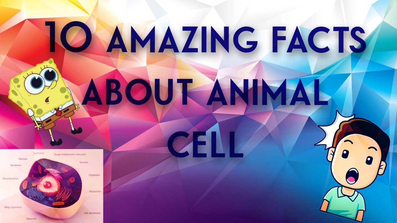 What are 10 facts about animal cells? More REF