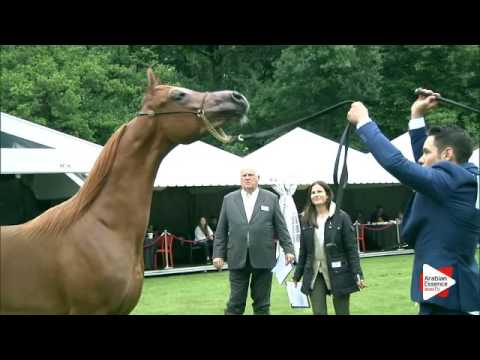 N.40 SAAQIB AL BAYDAA - Bruges 2016 - Amateur Class - National (Class 5)