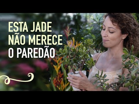 , title : 'JADE em VASO (crassula): COMO CUIDAR e plantar pela folha'