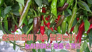 2024년 탄저병에도 강하고 순멎이도 없는 고추 종자 소개!! 고추 농사 잘 짓는 법!!