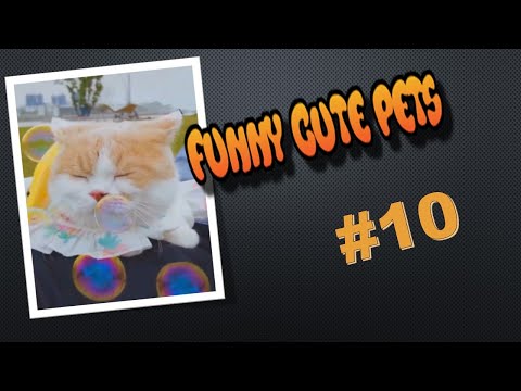 Funny Cute Pets-My Life by Akila-Funny Cracks # 10