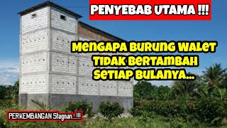 Download lagu It turns out these 4 THINGS ️ Causes Swallows Don't Increase | Stagnant Swallow Building mp3 Download lagu It turns out these 4 THINGS ️ Causes Swallows Don't Increase | Stagnant Swallow Building mp3