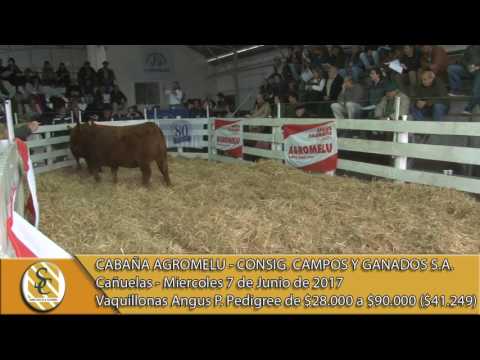 07-06-17 Venta de Vaquillonas - AGROMELU - Remate 80º Aniversario - Campos y Ganados S.A. - Cañuelas