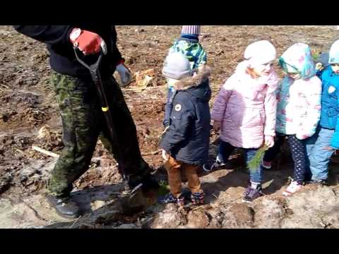 Przedszkolaki sadziły las