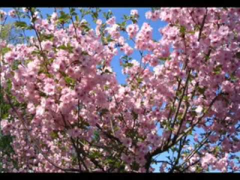 Gem,Alexmall,Denyo Sensei Okeey