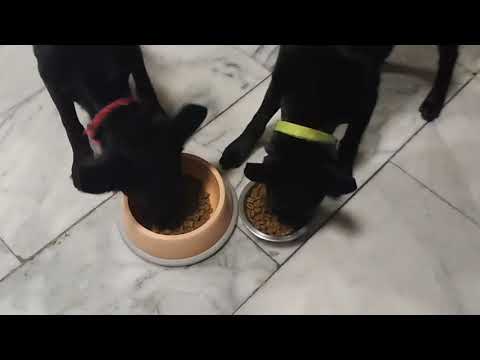 Keisha has no food aggression to dogs. 10/29