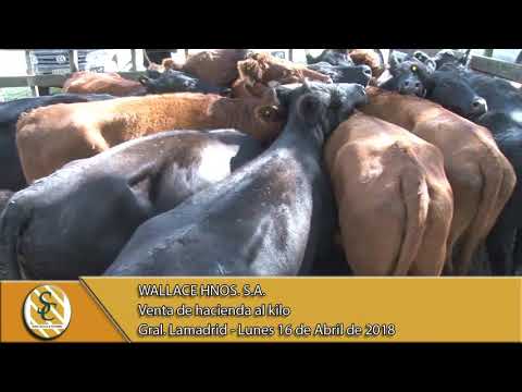 16-04-18 Venta de Gordo - Wallace Hnos. S.A. - Gral. Lamadrid