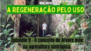 A REGENERAÇÃO PELO USO - EPISÓDIO 9 -  O conceito de árvore mãe na agricultura sintrópica.
