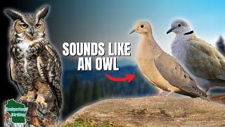 5 Sounds You Think Are Owls (But Aren’t!)