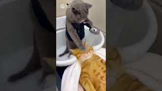 猫が猫に頭を洗ってもらうw