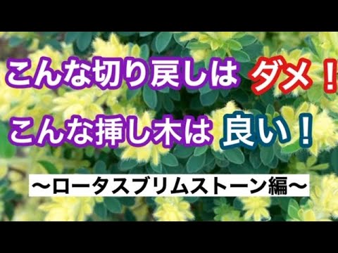 園芸 キャンディブッシュ