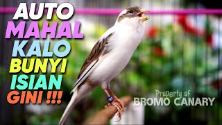 Download lagu Your Canary Will Be Worth a Lot If You Use This Blackthroat-Filled Canary Song Master mp3