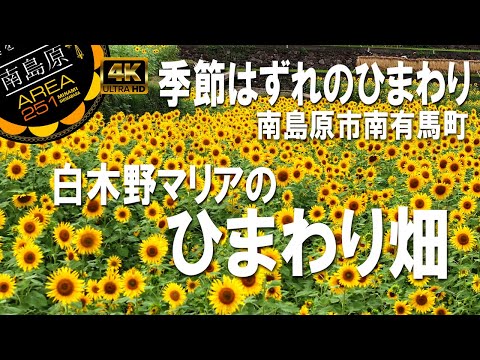 白木野ひまわり畑｜南島原市｜南島原ひまわり観光協会