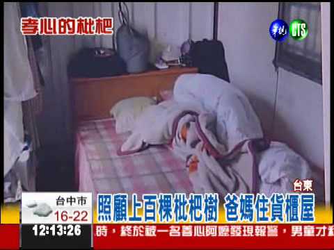 不讓爸媽哭 女兒上網賣枇杷