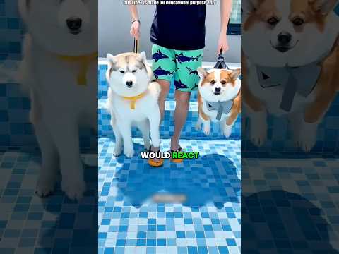 Corgi vs Husky Swimming Challenge 🐶💦