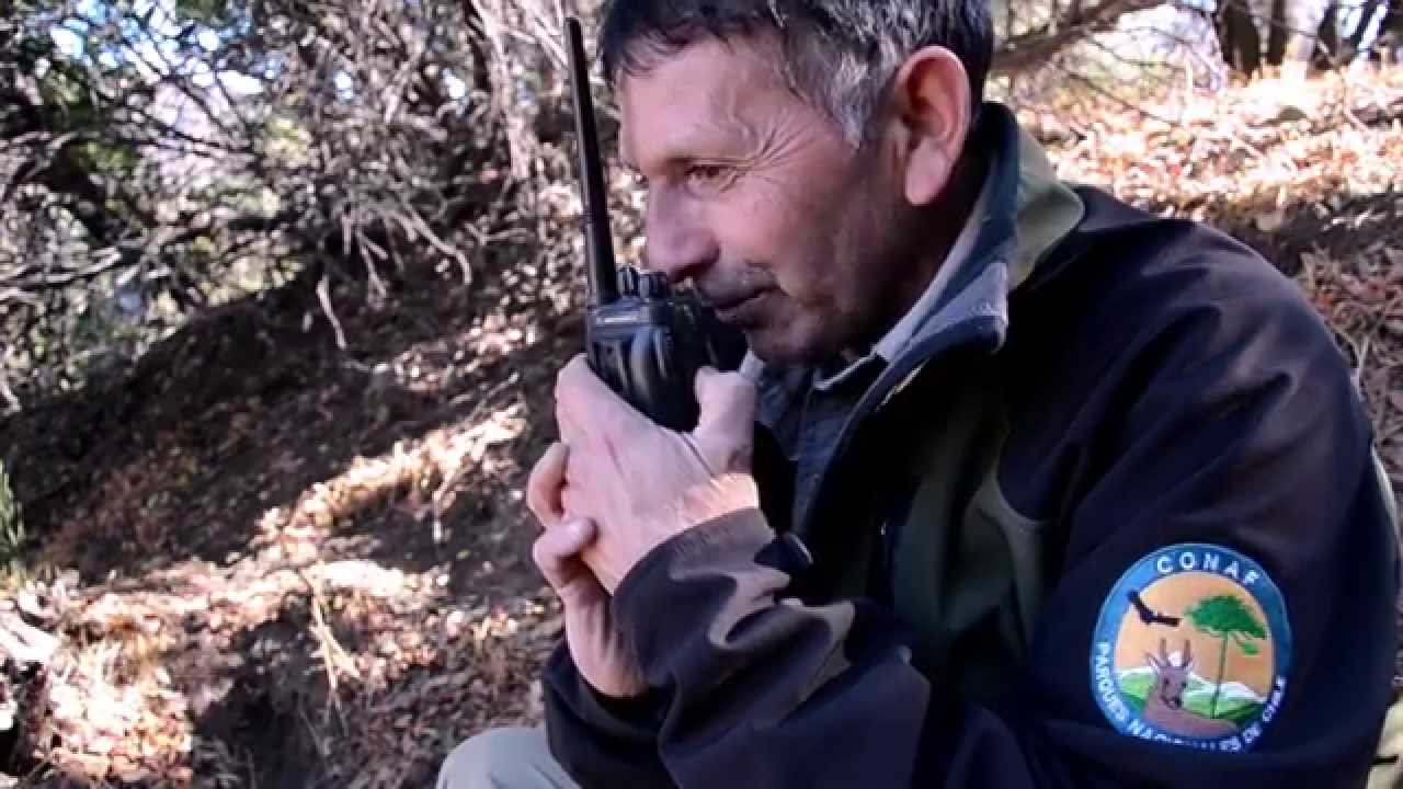 Loro Tricahue, la historia de un sobreviviente