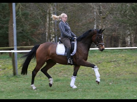 FÜRSTIN FRIEDA - *2015 Stute von Fürst Belissaro