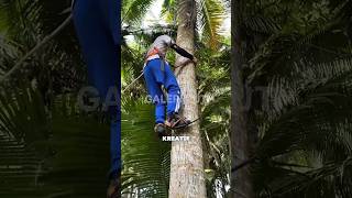 Download lagu Alat panjat pohon kelapa dengan cepat #shorts mp3 Download lagu Alat panjat pohon kelapa dengan cepat #shorts mp3