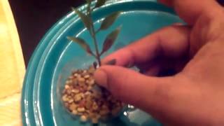 DIY Artificial Aquarium Plants