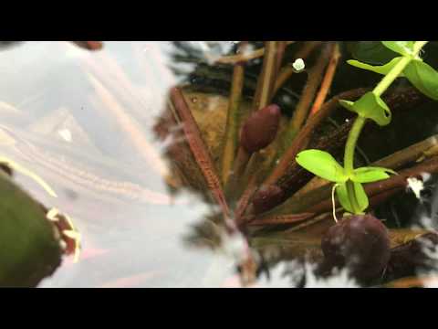 Koi Fry (3 Weeks Old)