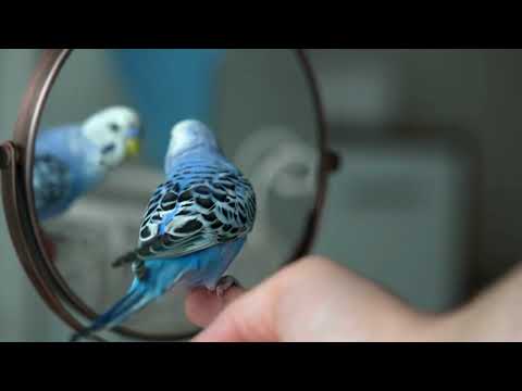Budgies 101: The Ultimate Guide to Caring for Your Colorful Feathered Friend!