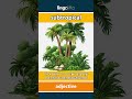subtropical (adjective) - definition and usage in English