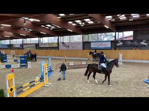 Cincinatti L (Cristallo I x Arpeggio / Polygold) geb. 2015