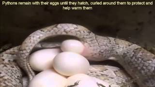 Snake lay eggs