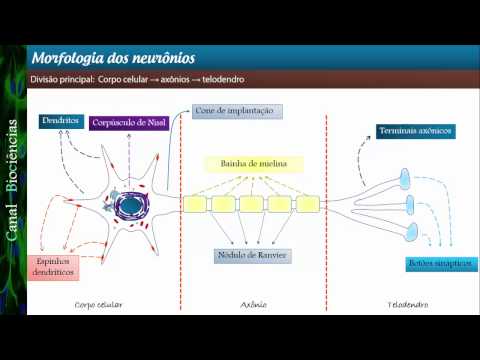 Basic Neuroscience - Class 03 - Neuron Morphology