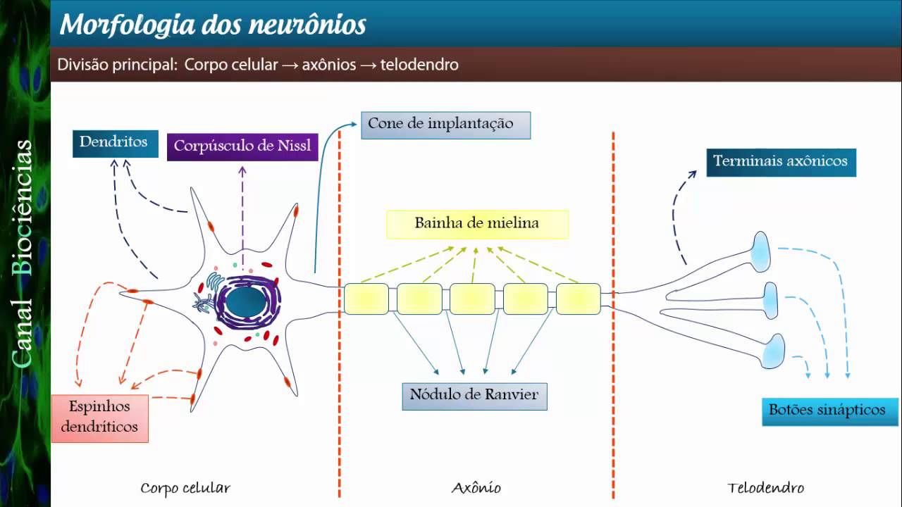 Neurociência Básica - Aula 03 - Morfologia dos Neurônios