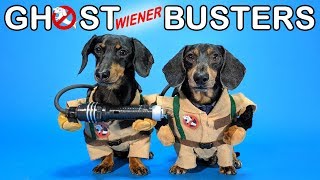Ep #4: GHOSTWIENERBUSTERS - (Funny, & Spooky Dog Video for Halloween!)