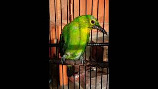 Download lagu proses perkembangan cucak ijo ph sampai trotol #cucakijogacor#cucakijo mp3