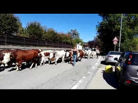 Transumanza di Mauro e Genny 2022