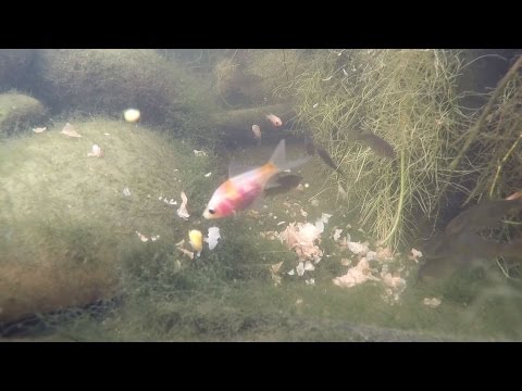 Koi Carp Fingerlings Close-up