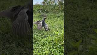 Download lagu Mikat Burung Mandar menggunakan racik tancap, menjebak burung Mandar #shorts #mandar #watercock mp3