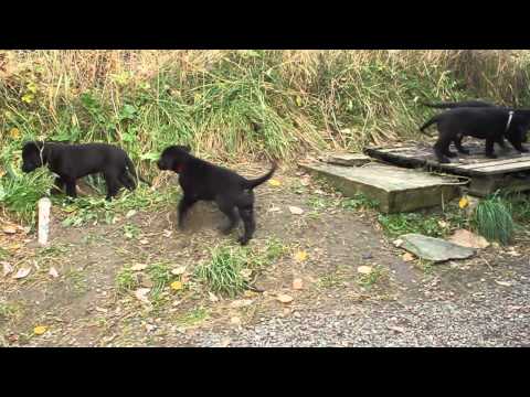 Black Glacier 9. okt. 2014