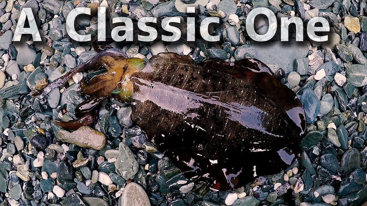 From the Vault: The Origin of Kitano Fishing