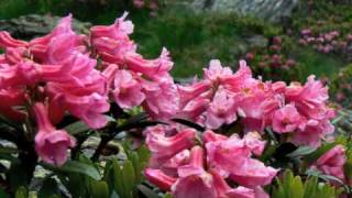 Elisa - Inside a flower