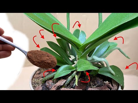 Great treasure for orchids! Put 1 spoon at the base, the orchid immediately grows and blooms forever