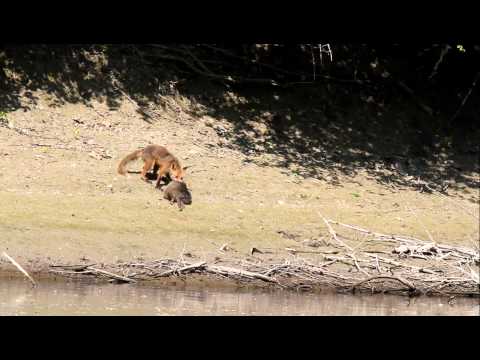 Fuchs reißt Nutria