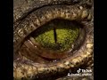 Crocodile 🐊 Tears