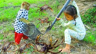 Terrible ! Clever SokYaa Help ReakSmey Catch Crab At Rice Field, Amazing Animal