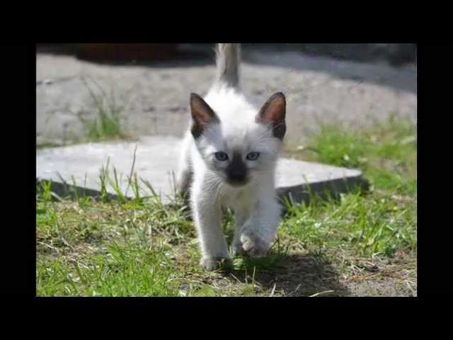 Thai Cats Viosna*PL - Miot C - słoneczny dzień