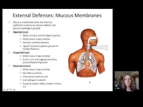 Lecture 19 Immune System
