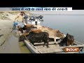 Cattle smuggling tie with banana tree trunk at Bangladesh Border on the Brahmaputra river