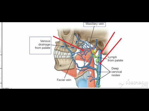 Venous lymphatic drinage of palate