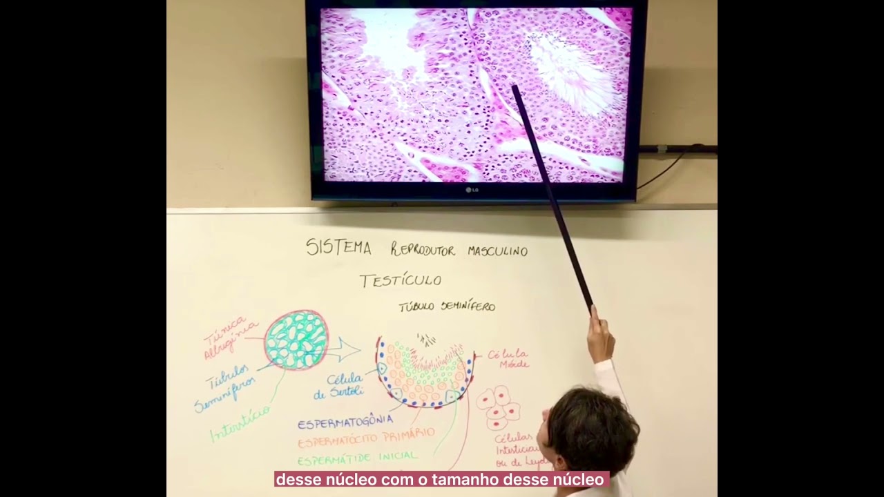 Sistema Reprodutor Masculino  - Testículo (com legenda em português)