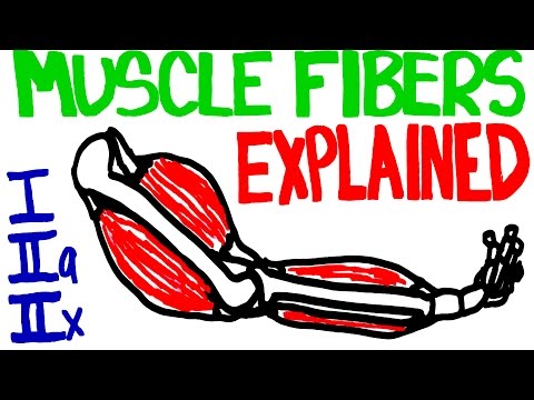 原來肌肉還有分？肌肉纖維的類型解釋給你聽！ (Muscle Fibers Explained)