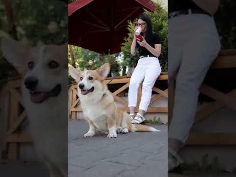 woman drinking her coffee while her dog is on a...